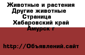 Животные и растения Другие животные - Страница 3 . Хабаровский край,Амурск г.